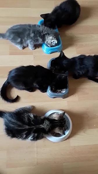 Kattenpraat