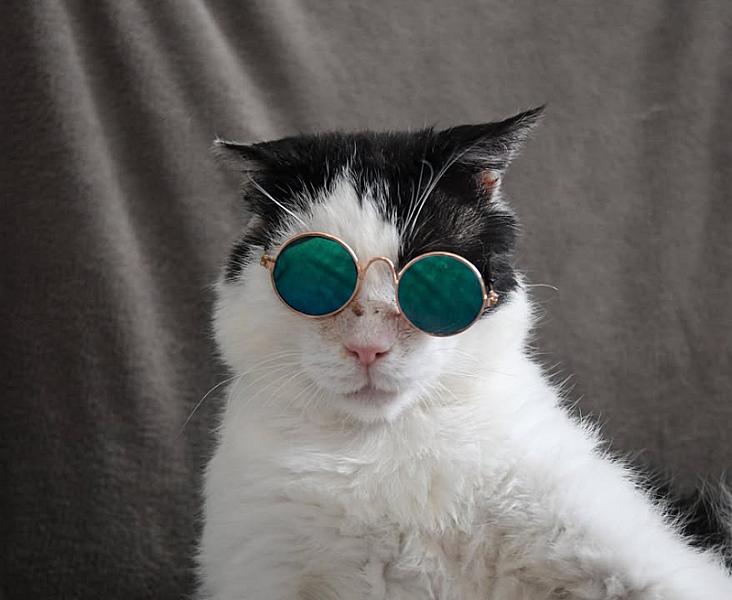 Kattenpraat