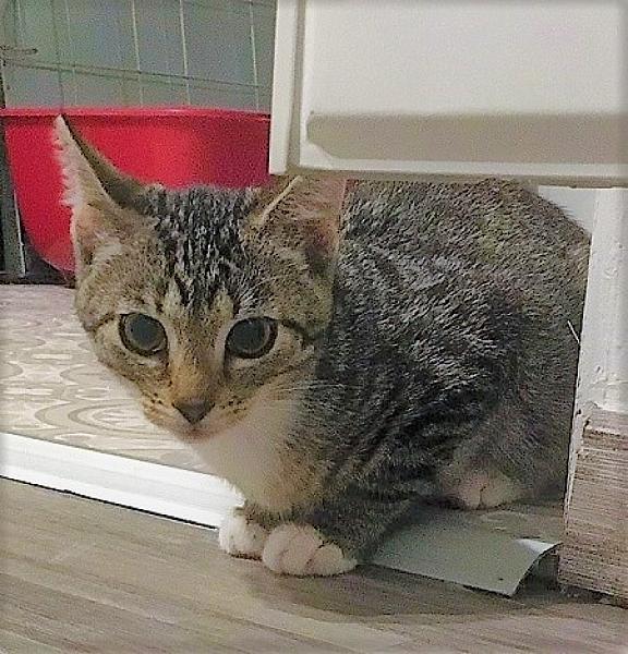 Kattenpraat
