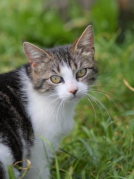 Kattenpraat