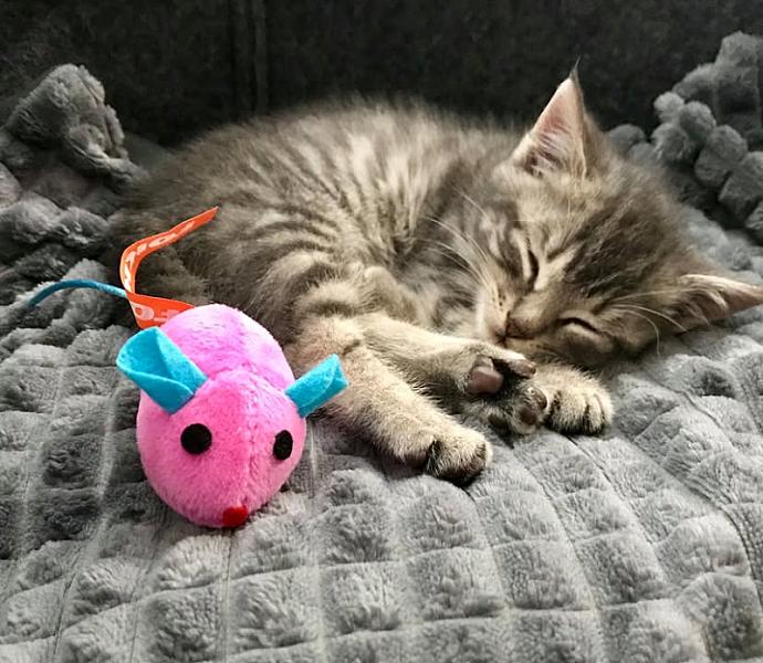 Kattenpraat