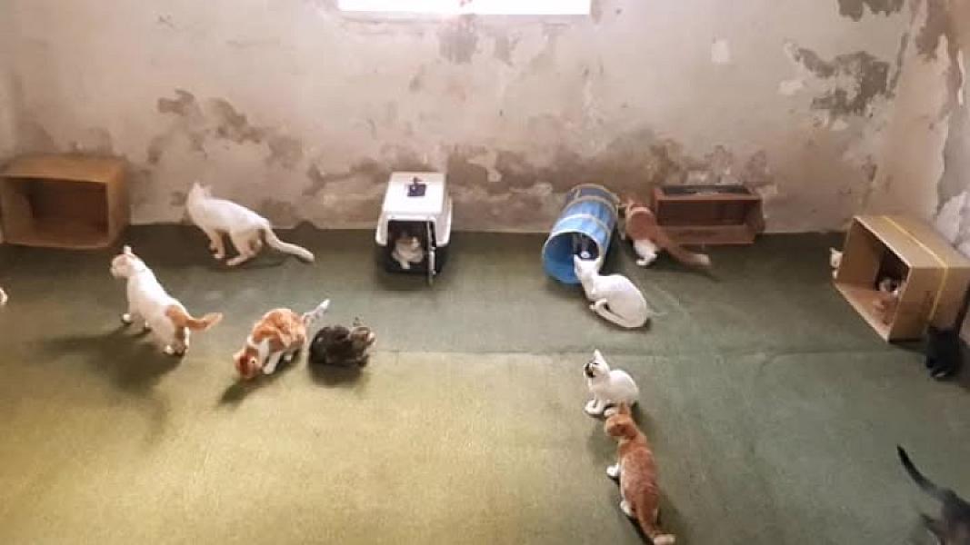 Kattenpraat