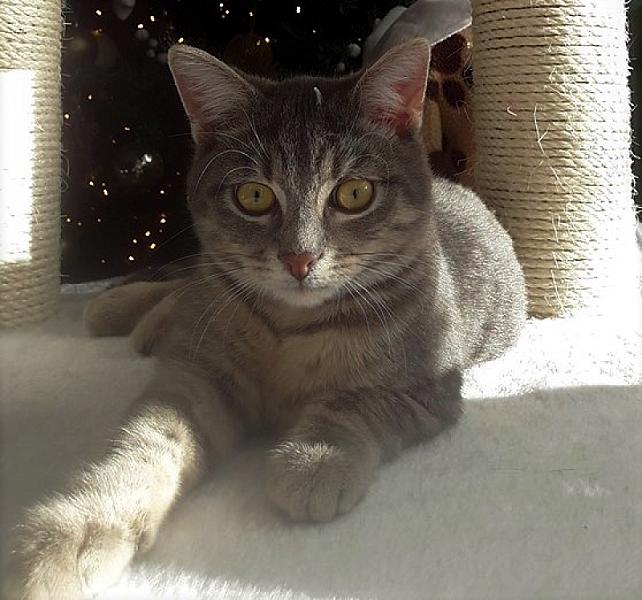 Kattenpraat