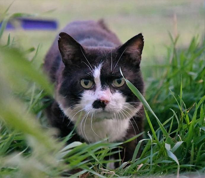 Kattenpraat