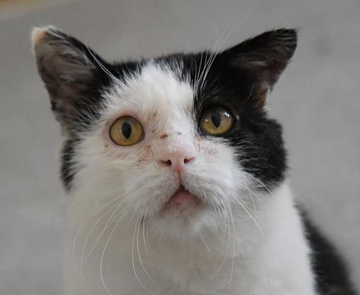 Kattenpraat