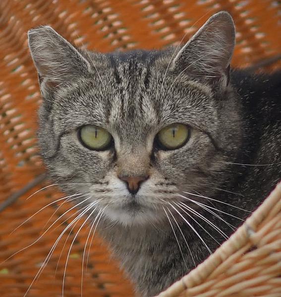 Kattenpraat