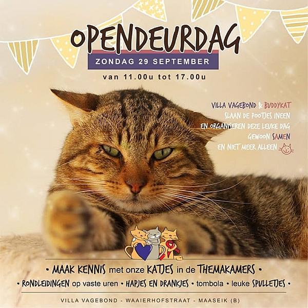 Kattenpraat