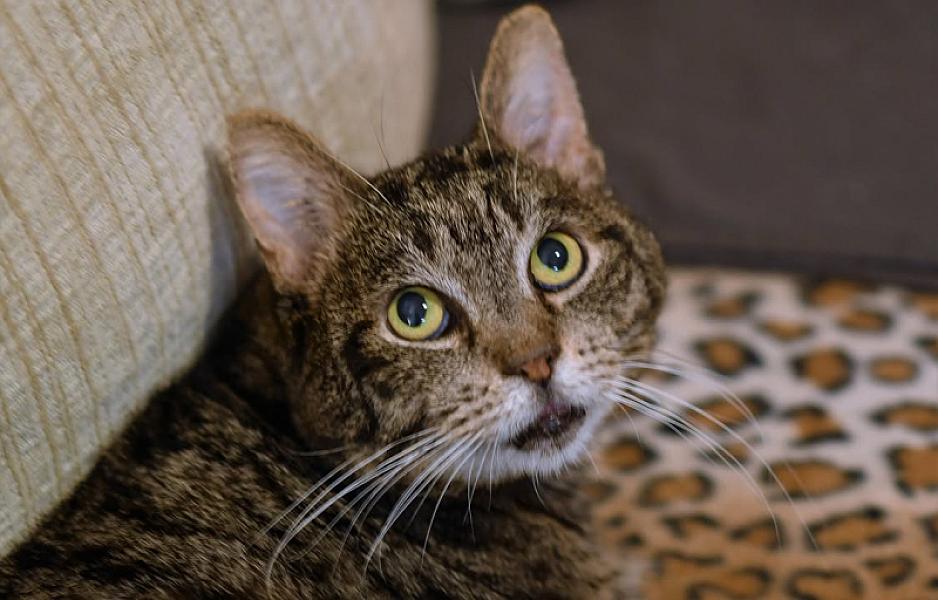 Kattenpraat
