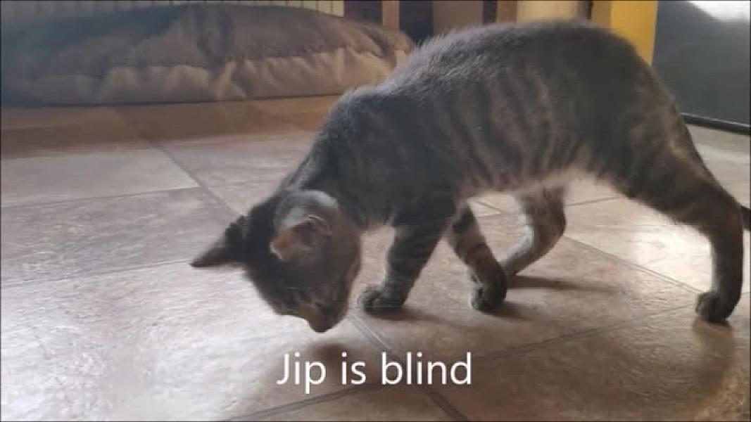 Kattenpraat