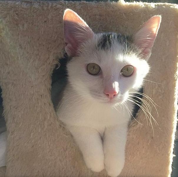 Kattenpraat