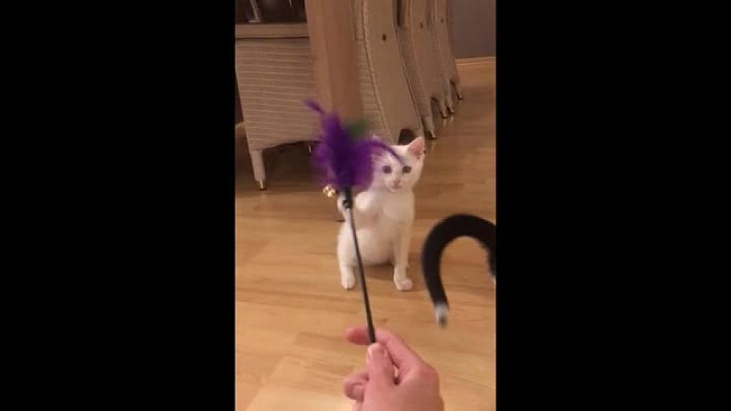 Kattenpraat