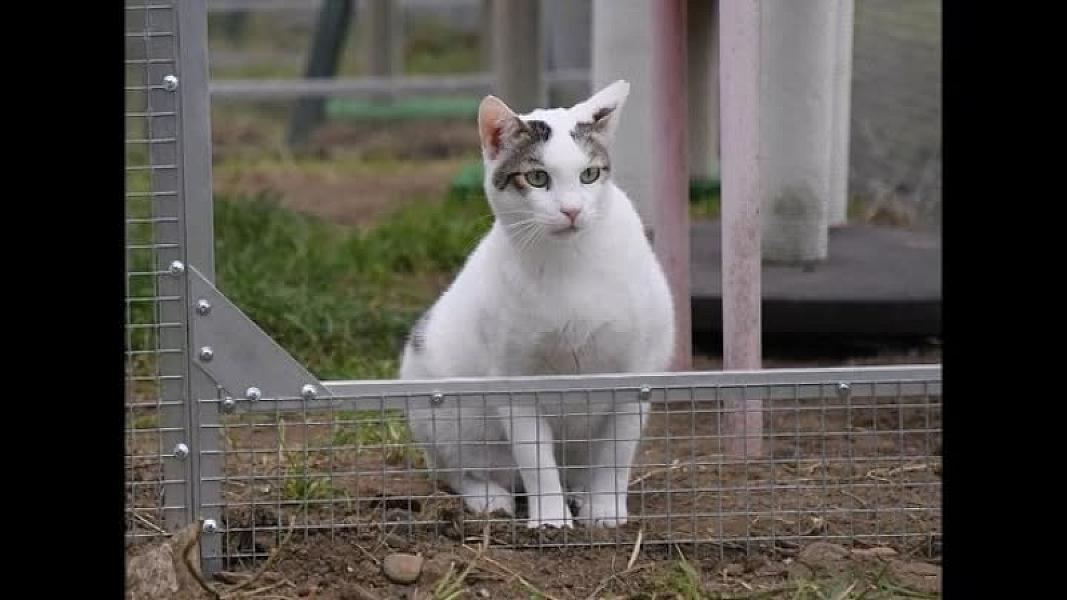 Kattenpraat