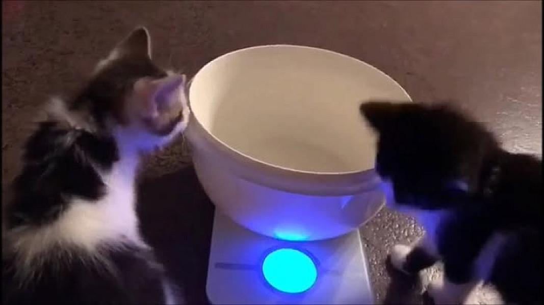 Kattenpraat