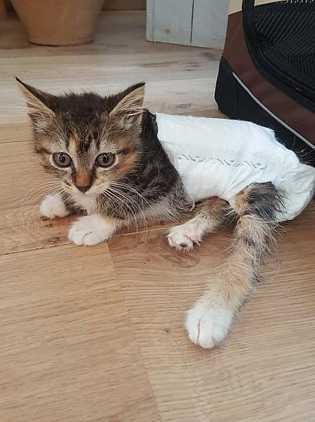 Kattenpraat