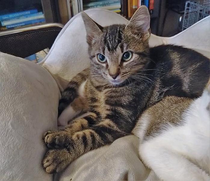 Kattenpraat