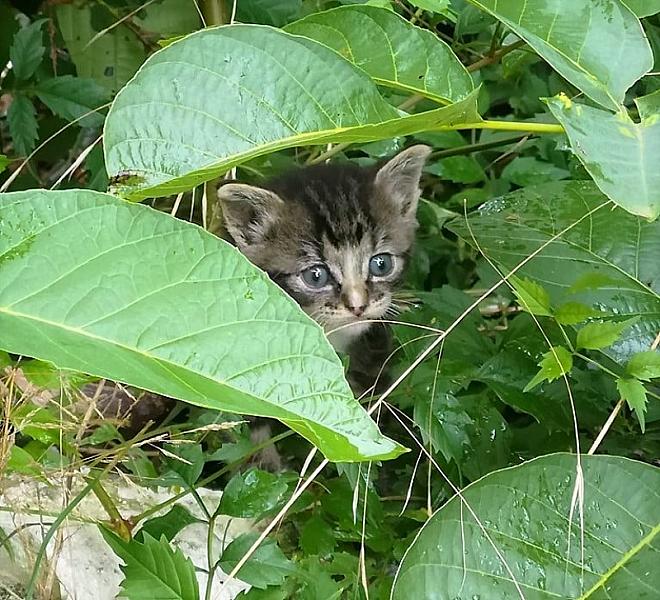 Kattenpraat