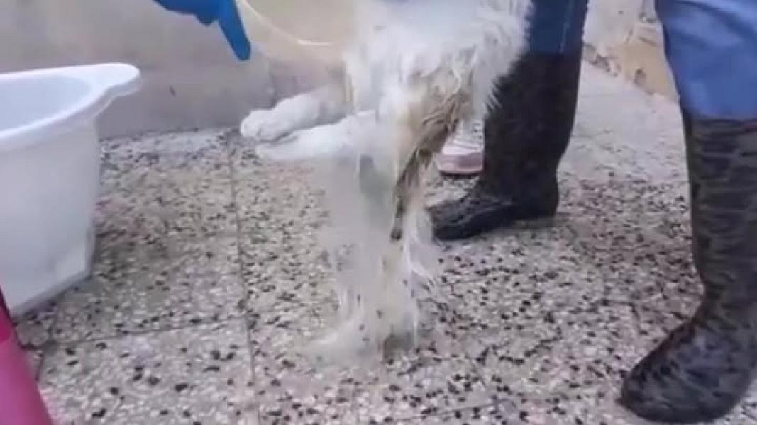 Kattenpraat