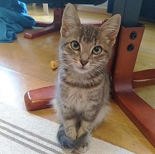 Kattenpraat