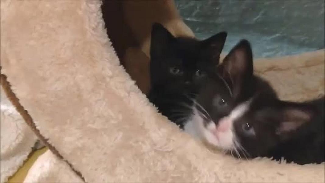 Kattenpraat