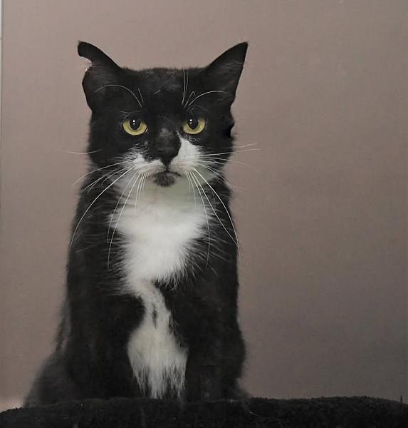 Kattenpraat
