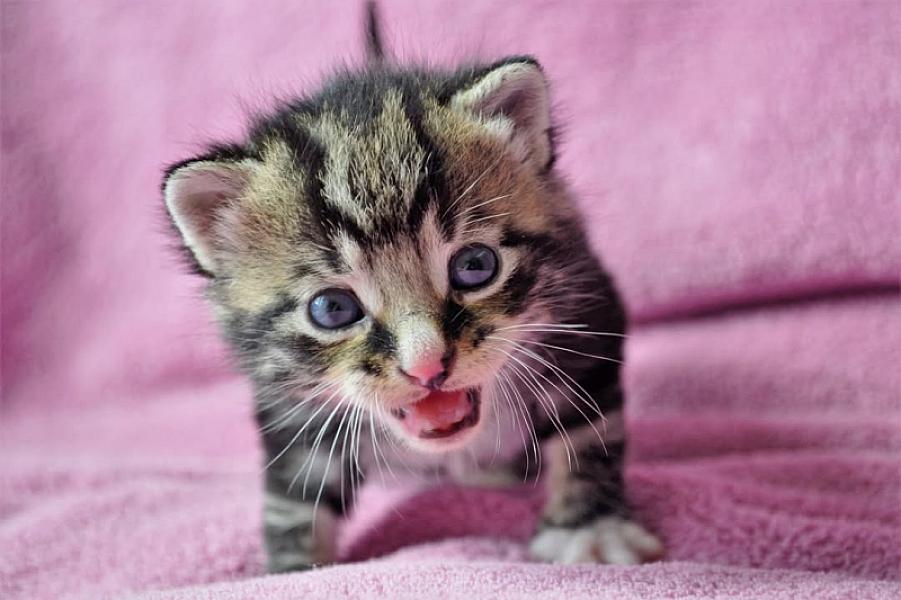 Kattenpraat
