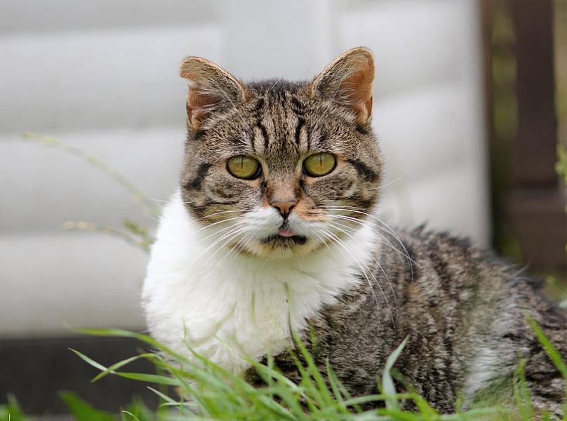 Kattenpraat