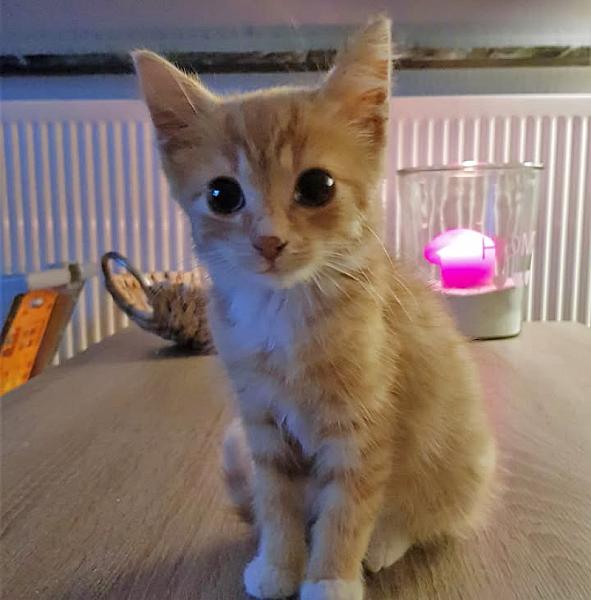 Kattenpraat