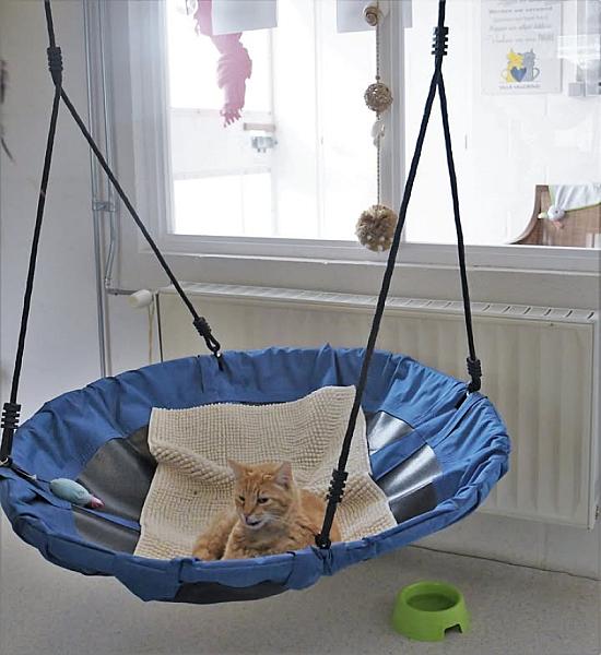 Kattenpraat