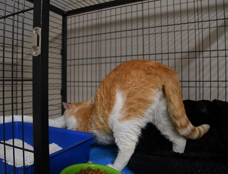 Kattenpraat