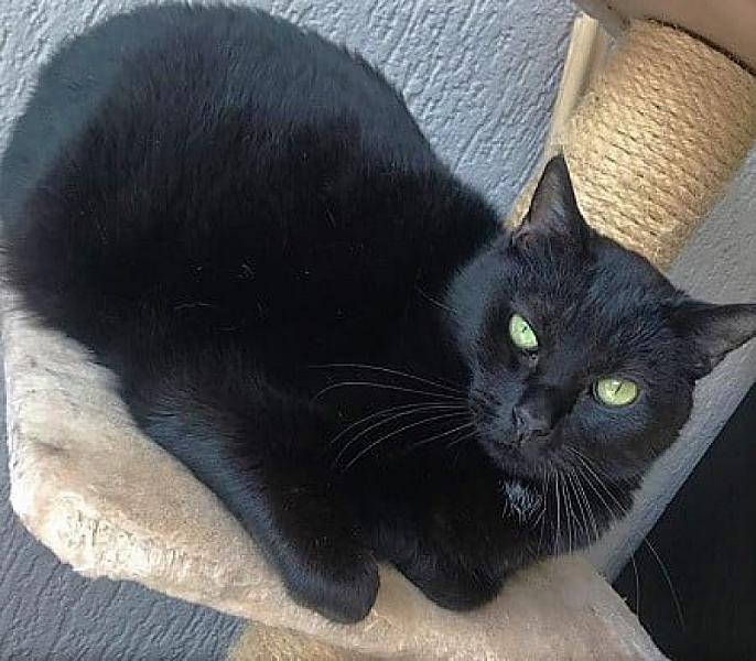 Kattenpraat