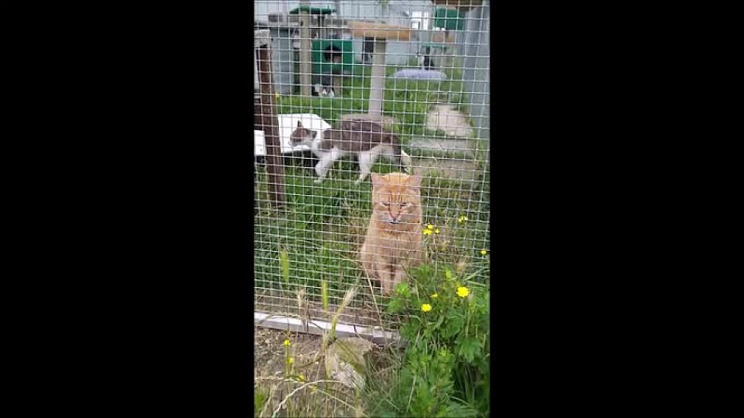 Kattenpraat