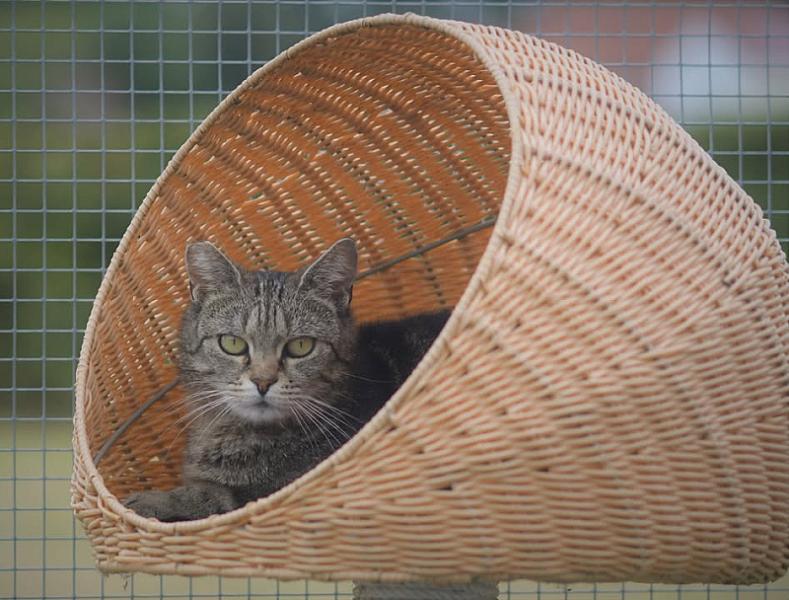 Kattenpraat