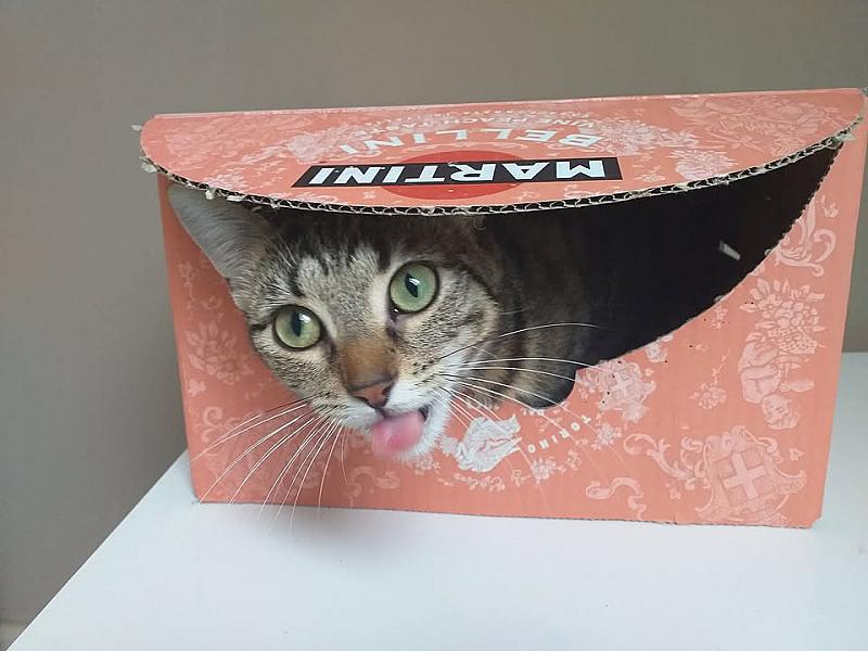 Kattenpraat