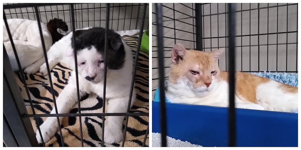 Kattenpraat