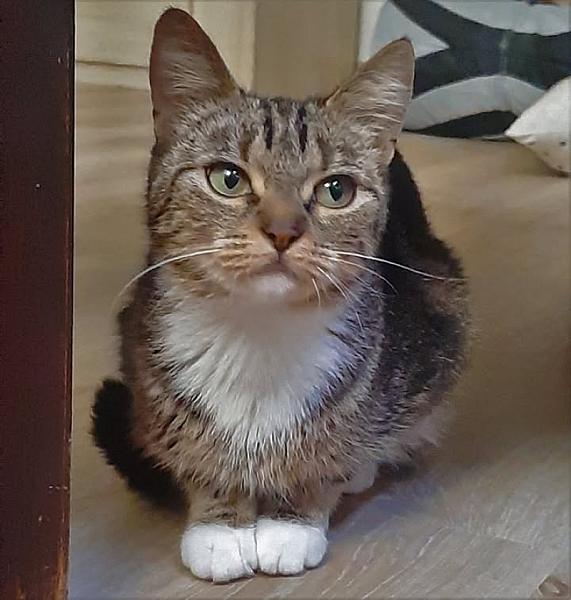 Kattenpraat