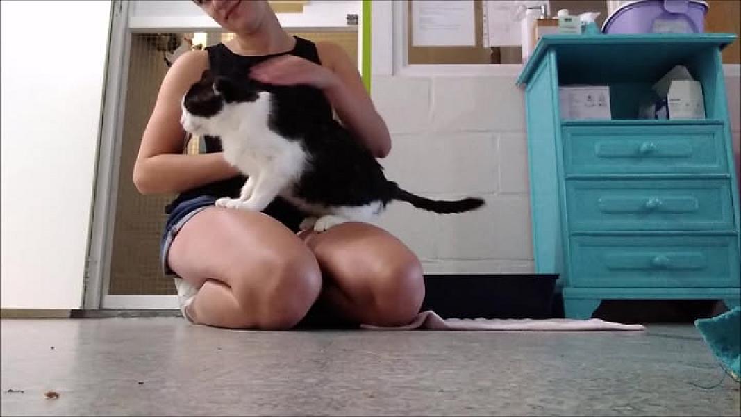 Kattenpraat