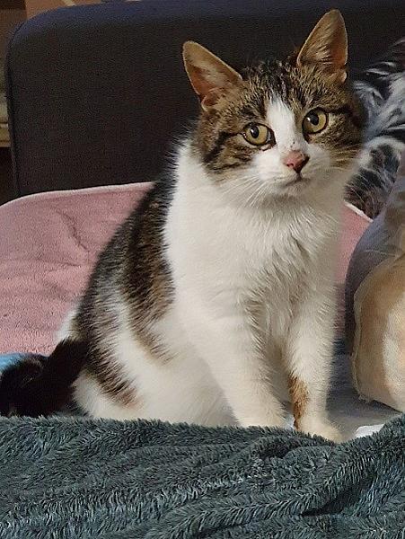 Kattenpraat
