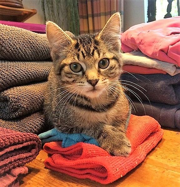 Kattenpraat