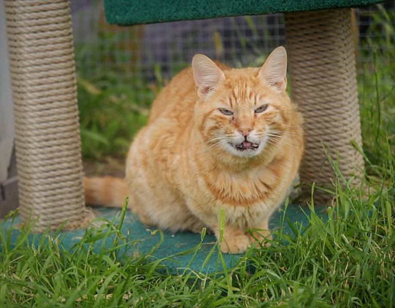 Kattenpraat