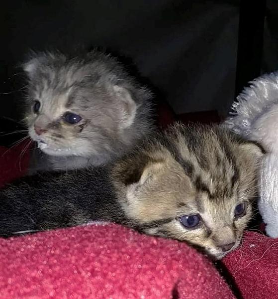 Kattenpraat