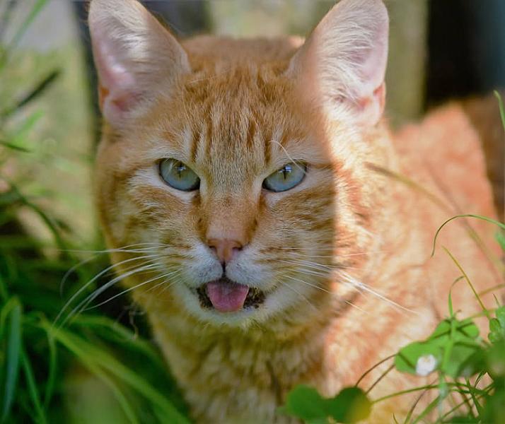 Kattenpraat