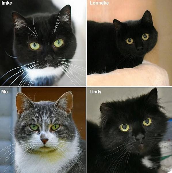 Kattenpraat