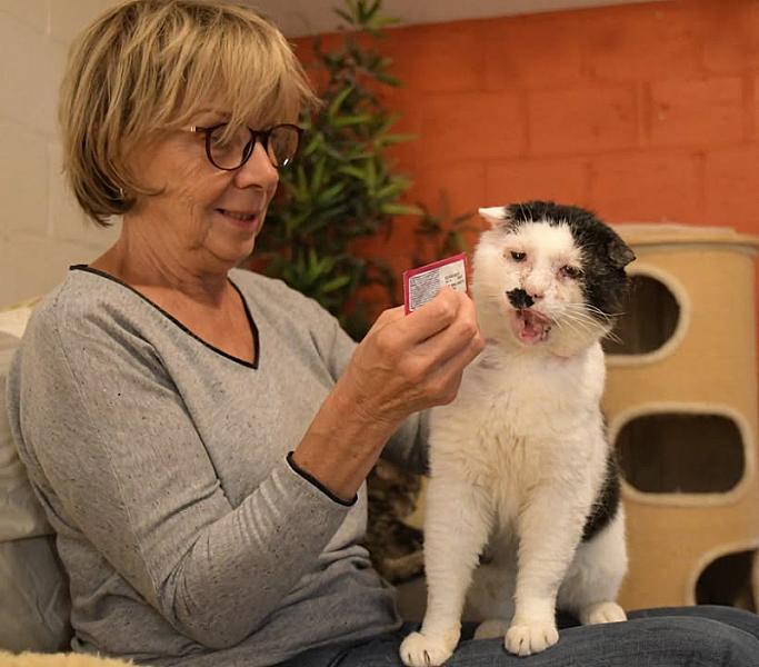 Kattenpraat