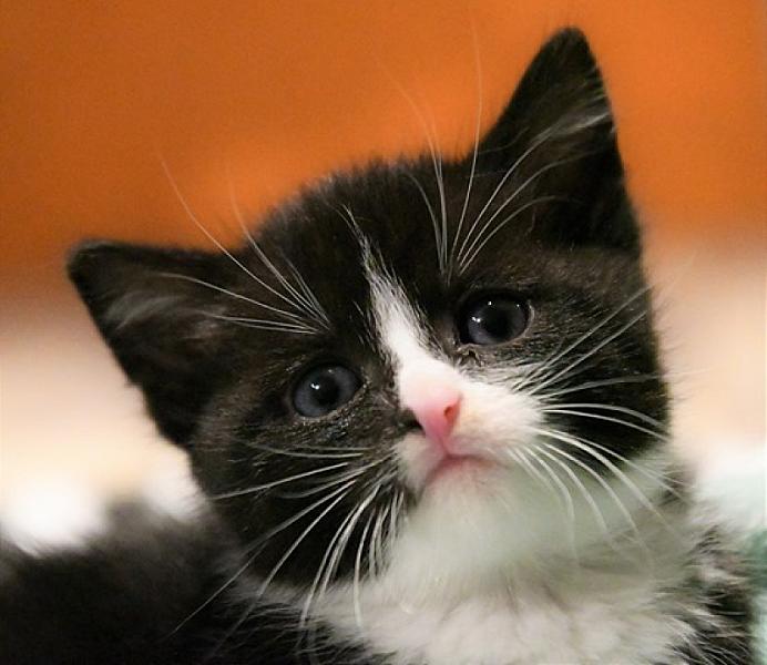 Kattenpraat