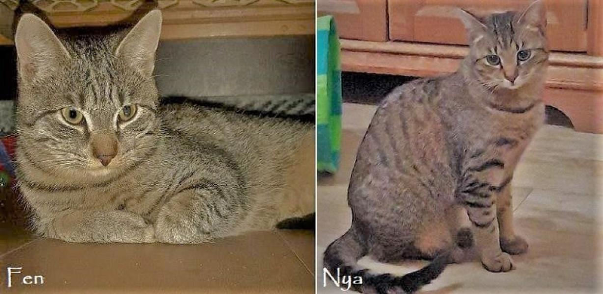 Kattenpraat