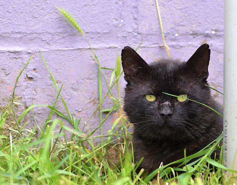 Kattenpraat