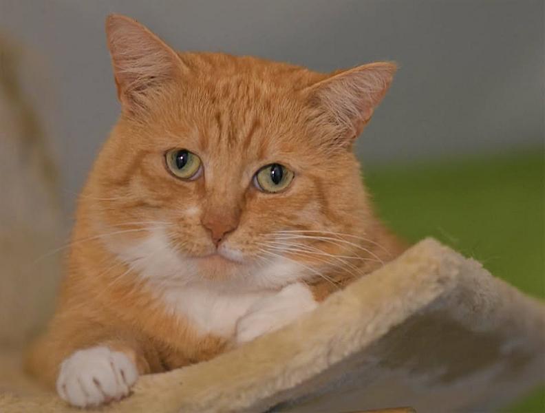 Kattenpraat