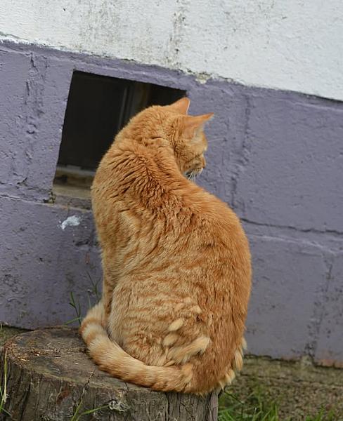 Kattenpraat