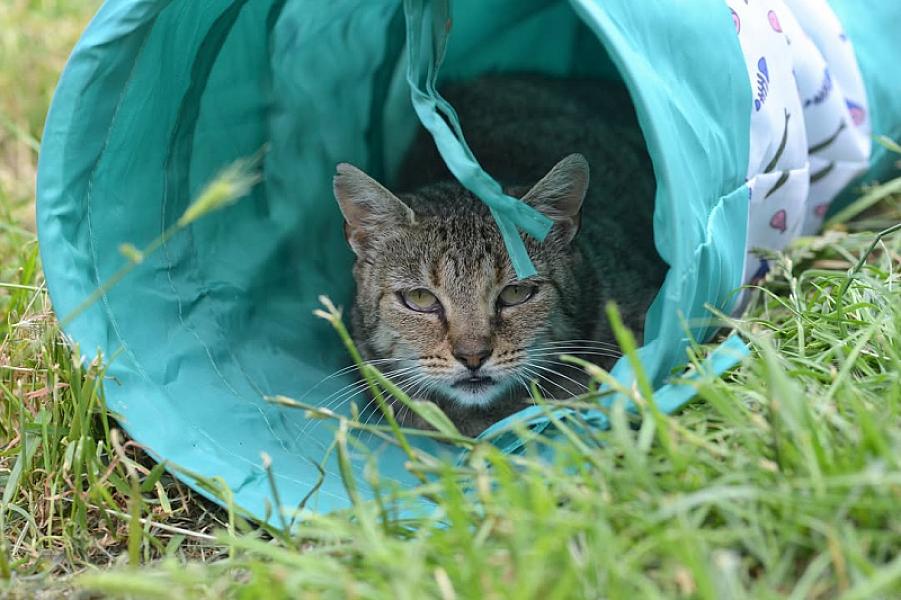Kattenpraat