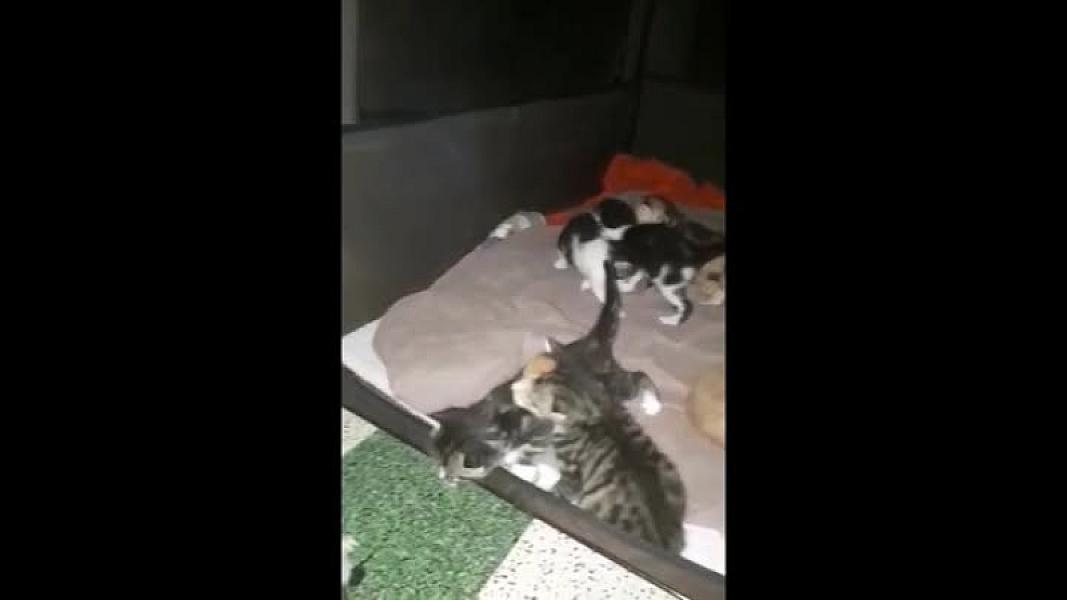 Kattenpraat